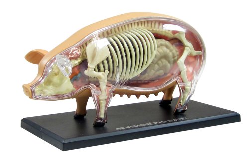 スカイネット 立体パズル 4D VISION 動物解剖 No.01 豚解剖モデル