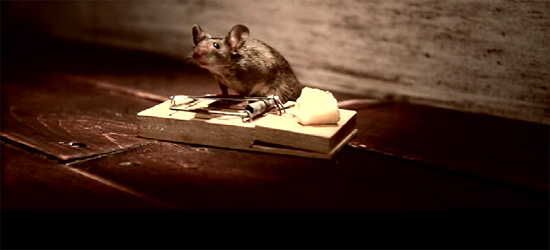【その他】 ネズミが主人公 『Seriously Strong Cheddar』チーズのCM