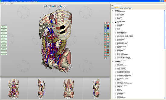 【3DCG】 3D人体模型『AnatomyLab』と『BoneLab』