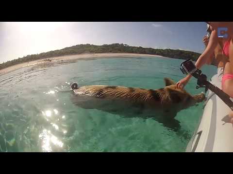 Bahamas Beach is Populated by Pigs
