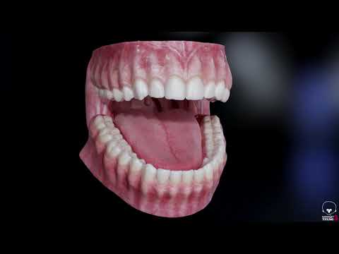 dental teeth model by Daniel Bauer