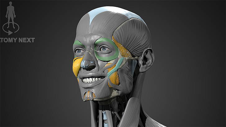 161004_anatomy_02