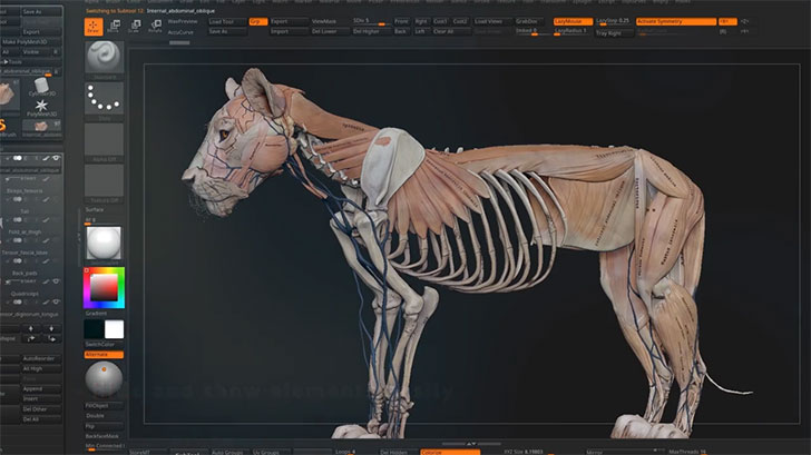 骨も筋肉も血管ある 完璧なライオンのcgモデルデータ販売中 Maya Zbrush Toolbag用のデータが同梱 Cgトラッキング