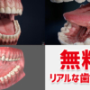 歯茎 の CG モデルデータが無料でダウンロード出来るぞー！