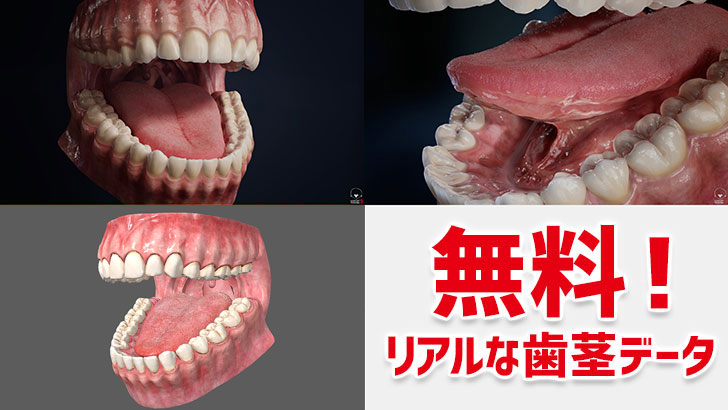 歯茎 の CG モデルデータが無料でダウンロード出来るぞー！